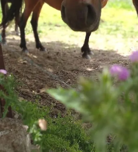Casa de Férias El Pinar Del Rondero J&m En Plena Naturaleza